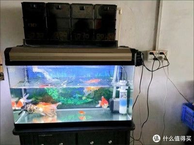 觀賞魚缸過濾器安裝教程：魚缸過濾器安裝教程：根據搜索結果整理的觀賞魚缸過濾器安裝教程