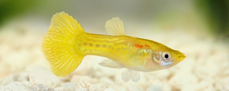 小孔雀魚(yú)一天喂幾次食喂什么食物