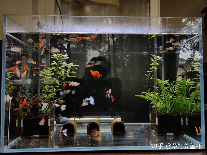 魚缸水質管理全攻略：換水后魚缸水變渾濁是一個常見問題的科學管理攻略