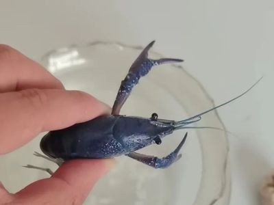 比爾·蓋茨豪宅揭秘比爾·蓋茨豪宅內部裝潢：比爾·蓋茨的豪宅揭秘