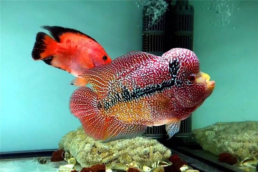 魚缸溫度控制系統的原理：魚缸加熱棒的使用技巧