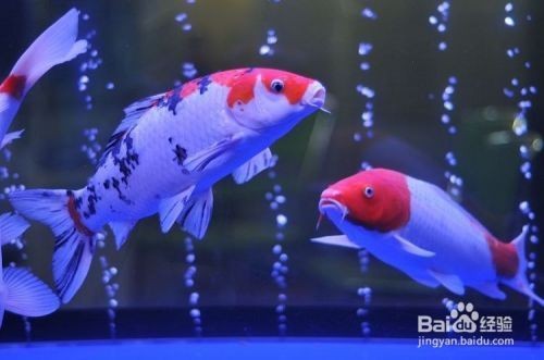 海口瓊山鼎成水族館（海口瓊山鼎成水族館