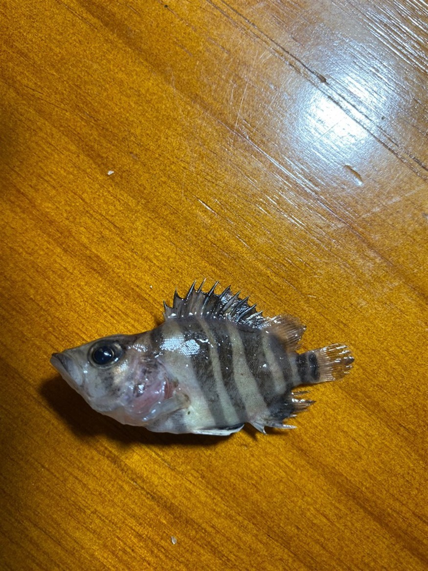虎魚三條死了一條求大神指點
