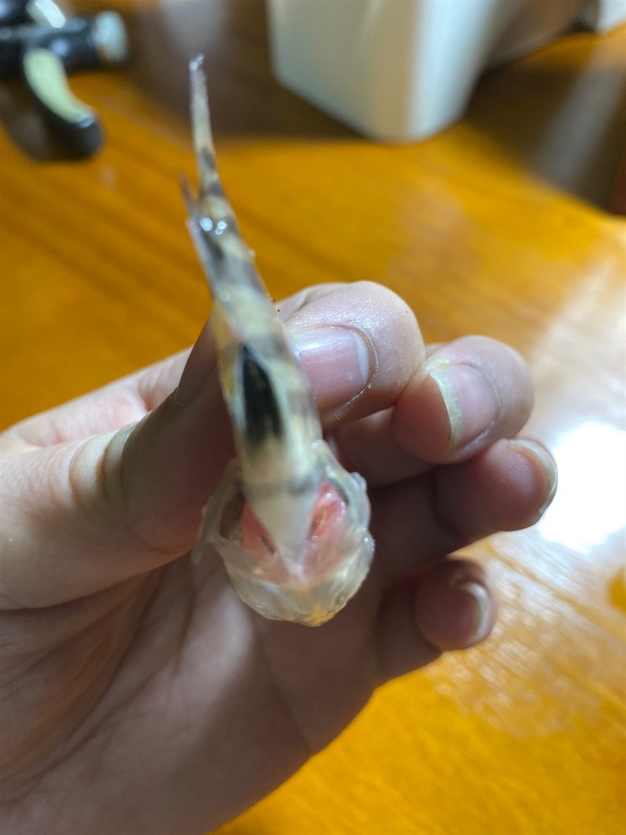 虎魚三條死了一條求大神指點