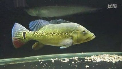 申古三間魚混養(yǎng)最佳伴侶選擇，探索三間魚混養(yǎng)的最佳伴侶選擇 申古三間魚混養(yǎng)最佳伴侶選擇，探索三間魚混養(yǎng)的最佳伴侶選擇 虎魚百科 第1張