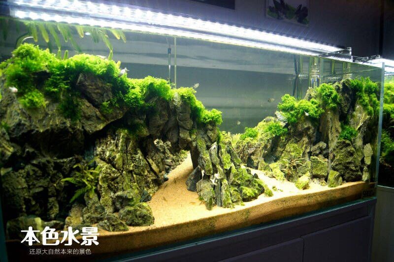 魚缸造景培訓水草造景培訓課程介紹水草造景培訓課程：濰坊水草造景培訓