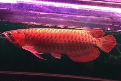 怎樣預防龍魚腸炎的發生和發生的原因
