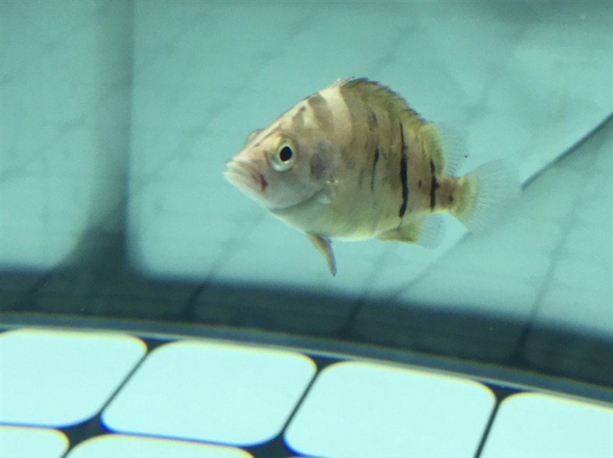 虎魚流血了？