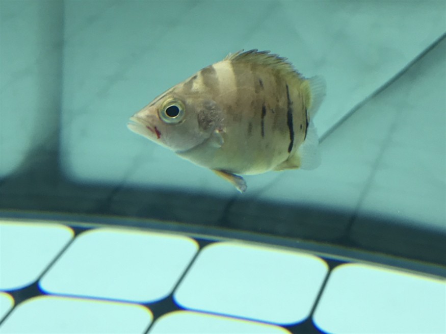 虎魚流血了？