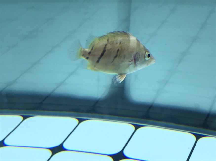 虎魚流血了？