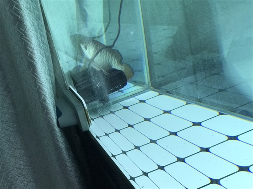 虎魚流血了？