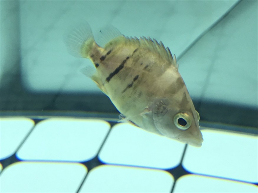 虎魚流血了？