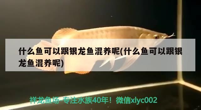 什么魚可以跟銀龍魚混養呢(什么魚可以跟銀龍魚混養呢)