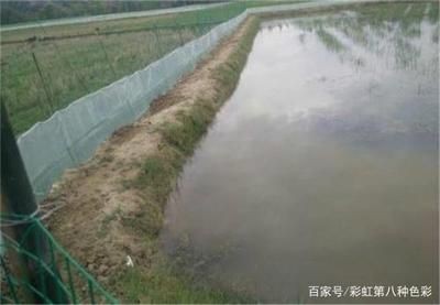 萬龍魚的最佳混養伙伴有哪些，萬龍魚混養伙伴】混養伙伴選擇萬龍魚混養伙伴