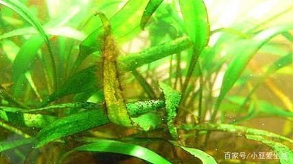 蘇虎苗水草養護技巧，蘇虎苗水草養護技巧包括適宜的水質、溫度和光照條件