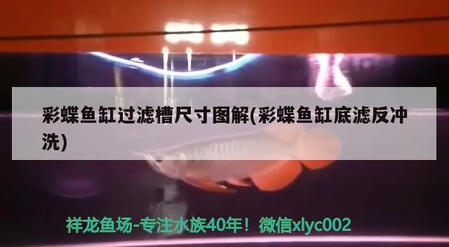 銀龍魚屬于什么魚類（銀龍魚屬于什么魚類類型）