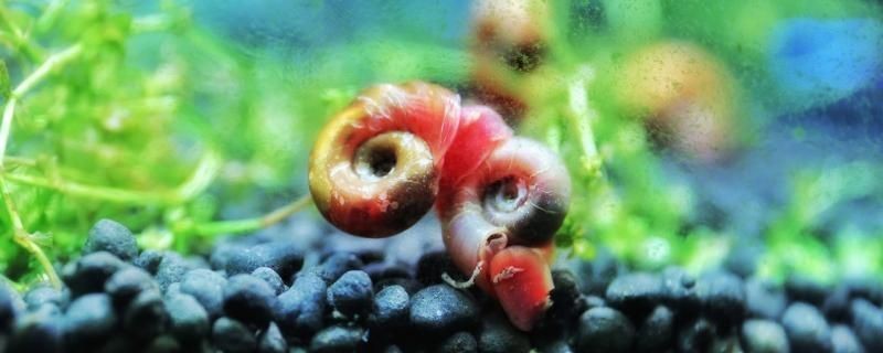 銀龍魚炸鱗怎么回事（銀龍魚炸鱗怎么辦）