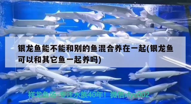 銀龍魚能不能和別的魚混合養在一起(銀龍魚可以和其它魚一起養嗎)