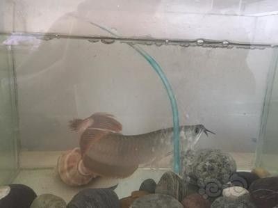 龍魚水涼了怎么處理