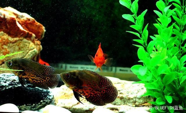 銀龍魚最低水溫是多少（銀龍魚最低水溫是多少度）