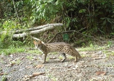 蘇門(mén)答臘虎魚(yú)的生活習(xí)性研究，如何鑒別蘇門(mén)答臘虎魚(yú)的性別