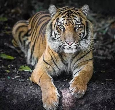 蘇門(mén)答臘虎魚(yú)的生活習(xí)性研究，如何鑒別蘇門(mén)答臘虎魚(yú)的性別