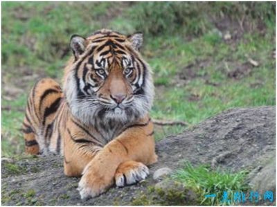 蘇門(mén)答臘虎魚(yú)的生活習(xí)性研究，如何鑒別蘇門(mén)答臘虎魚(yú)的性別