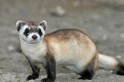 蘇門(mén)答臘虎魚(yú)的生活習(xí)性研究，如何鑒別蘇門(mén)答臘虎魚(yú)的性別