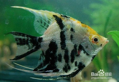 銀龍魚掉眼手術(shù)多少錢一次圖片（銀龍魚掉眼手術(shù)多少錢一次圖片大全）