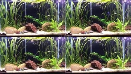 海水觀賞魚的養(yǎng)護秘籍有哪些：海水觀賞魚養(yǎng)護秘籍
