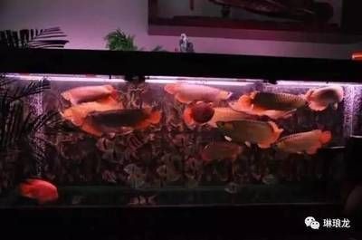養龍魚真的可以改變風水嗎為什么