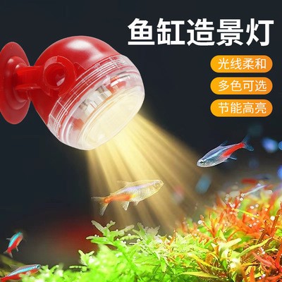 龍魚和銀龍可以混養嗎圖片（龍魚可以和銀龍魚混養）