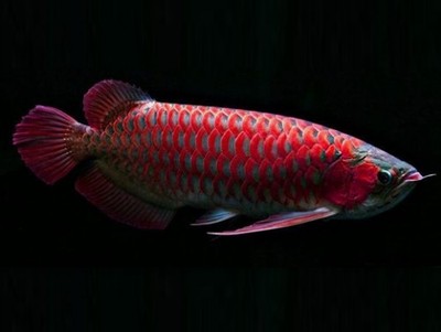 紅龍魚(yú)的營(yíng)養(yǎng)價(jià)值及功效與作用禁忌