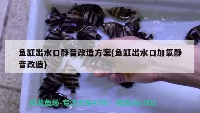 龍魚好養(yǎng)還是虎魚好養(yǎng)，龍魚和虎魚哪個(gè)值錢