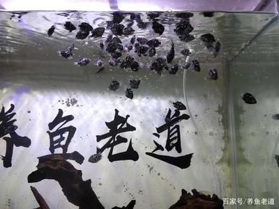 四紋虎魚幼魚飼料選擇指南，四紋虎魚幼魚的飼料選擇指南