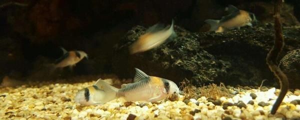 花鰱魚缸養(yǎng)魚的常見誤區(qū)有助于選擇適合在魚缸中存活：如何定制花鰱魚