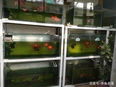 龍魚飼養條件要求最新標準
