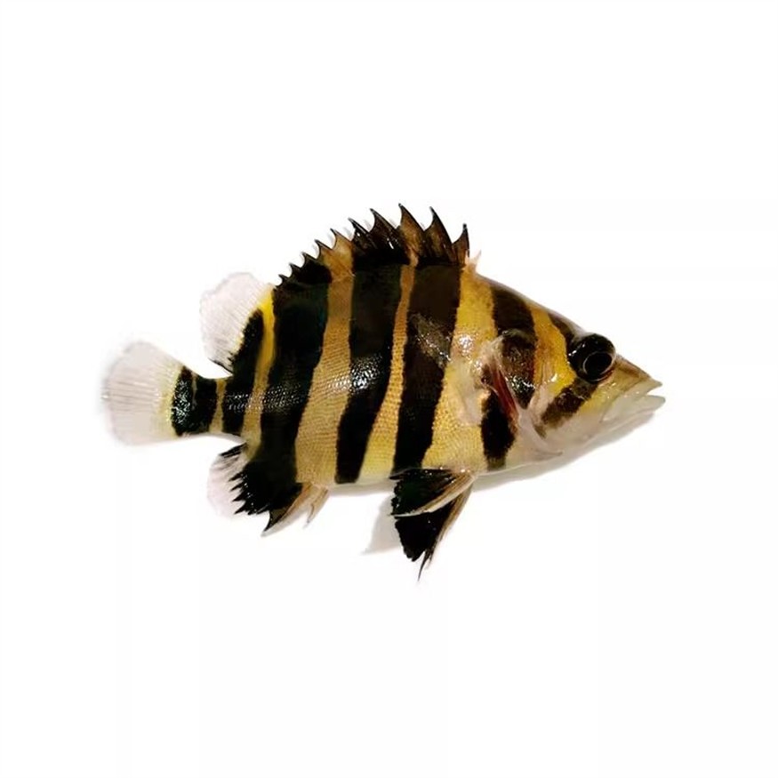 如何判斷龍魚與蘇虎魚和諧共處，如何判斷龍魚與蘇虎魚是否和諧共處