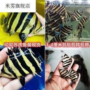 如何判斷龍魚與蘇虎魚和諧共處，如何判斷龍魚與蘇虎魚是否和諧共處