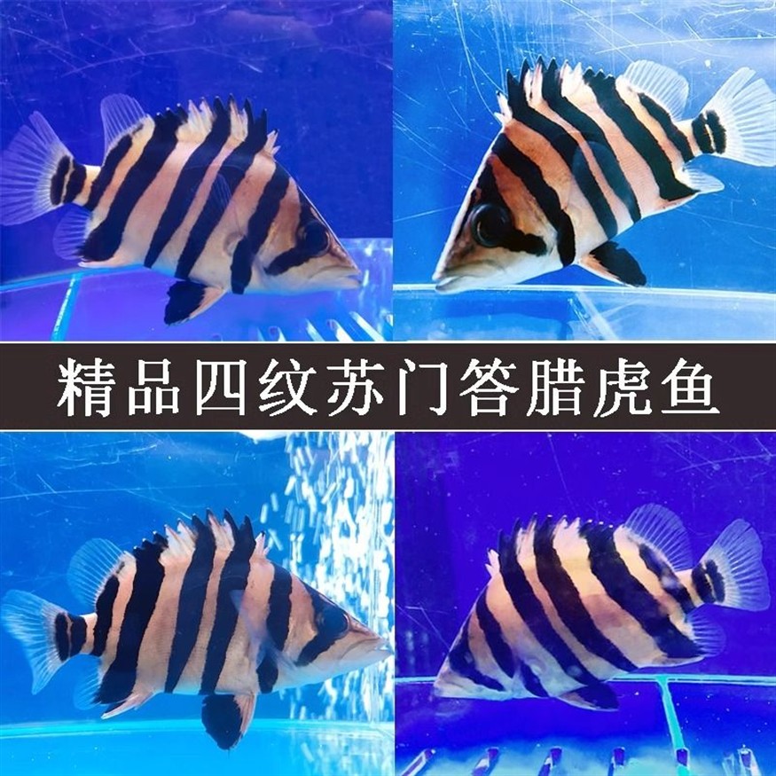 如何判斷龍魚與蘇虎魚和諧共處，如何判斷龍魚與蘇虎魚是否和諧共處