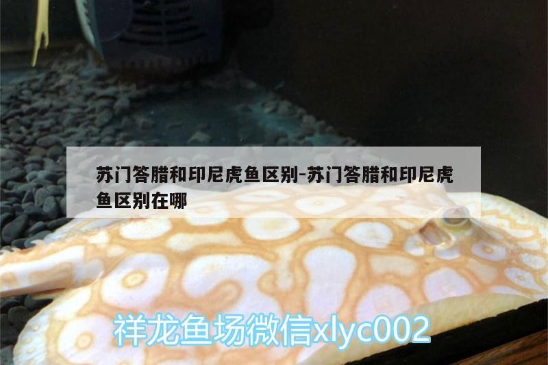 蘇門答臘和印尼虎魚區別:蘇門答臘和印尼虎魚區別在哪