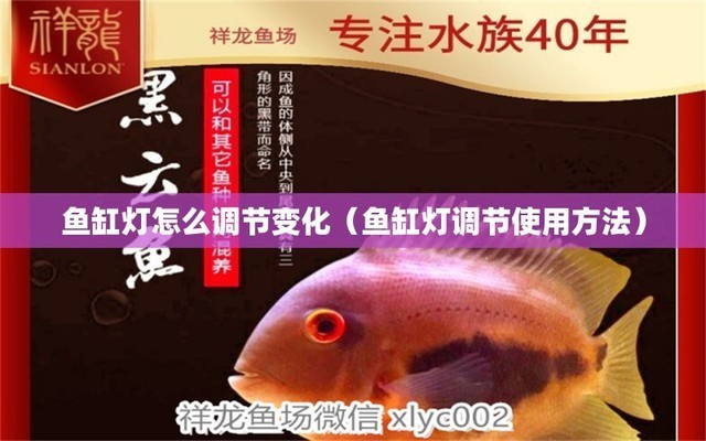 銀龍魚爛鱗怎么治療好的視頻大全（銀龍魚爛鱗怎么治療好的視頻大全圖片）
