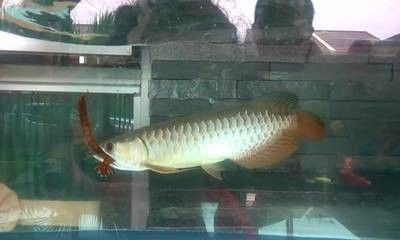 龍魚為什么咬人呢 龍魚為什么咬人呢 龍魚百科 第1張