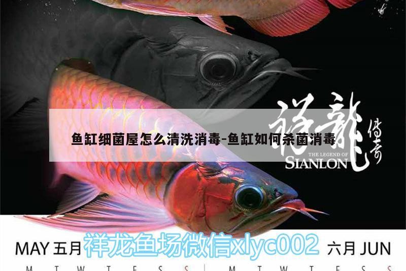 魚缸細菌屋怎么清洗消毒:魚缸如何殺菌消毒 魚缸細菌屋怎么清洗消毒:魚缸如何殺菌消毒 虎魚百科