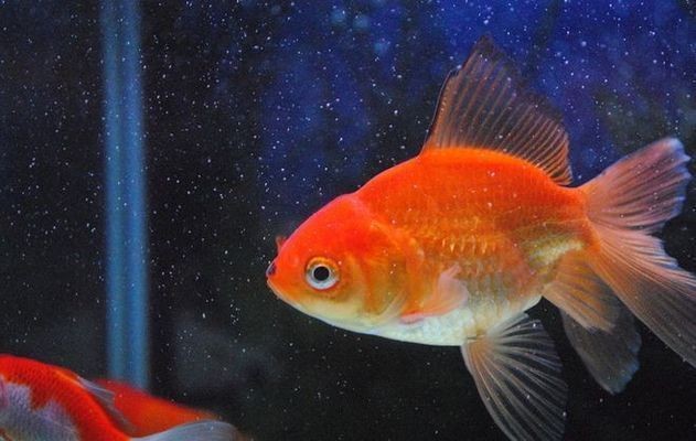 如何判斷黃金貓魚健康，判斷黃金貓魚健康的方法 如何判斷黃金貓魚健康，判斷黃金貓魚健康的方法 虎魚百科 第1張