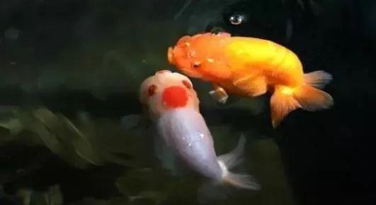 如何判斷黃金貓魚健康，判斷黃金貓魚健康的方法 如何判斷黃金貓魚健康，判斷黃金貓魚健康的方法 虎魚百科 第2張