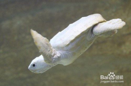 金戈市場(chǎng)偉業(yè)水族館（江蘇金戈偉業(yè)）