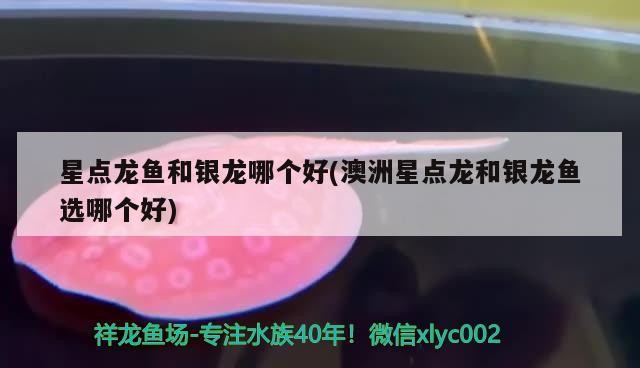 星點龍魚和銀龍哪個好(澳洲星點龍和銀龍魚選哪個好)