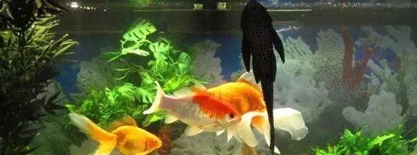 銀龍魚鱗片發(fā)白腐蝕圖片大全（銀龍魚鱗片發(fā)白腐蝕圖片大全圖解）