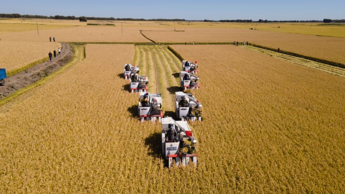 銀龍魚怎么養(yǎng)白魚好看圖片（銀龍魚怎么養(yǎng)白魚好看圖片大全）